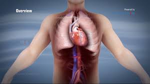 Anatomy of Heart  Kasun Lnkapura Pharmacy class